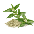 Bhringraj
