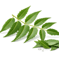 Neem