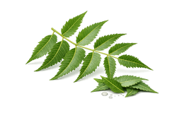 Neem