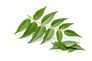 Neem