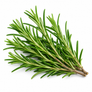 Rosemary