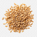 Barley