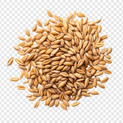 Barley