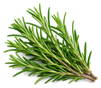Rosemary